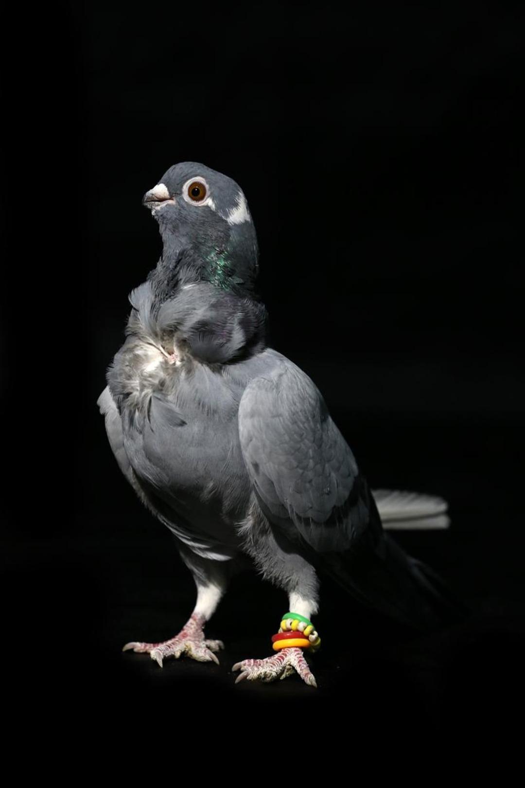 Fiyatları 100 bin liraya kadar &ccedil;ıkıyor... 'Dairelerinin anahtarlarını getirip bırakan kişiler dahi var' 