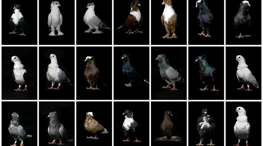 Ev ve araba fiyatına g&uuml;vercinler 'otelde konaklıyor'