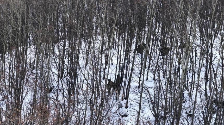 Mehmetçik’ten soğuk ve karlı havada terör operasyonu