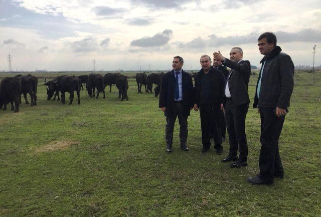 Öztürk’ten Salihli’de manda çiftliğine ziyaret