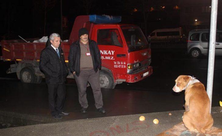 İstanbul Şişli'de bir köpek direğe zincirlenmiş halde bulundu G2