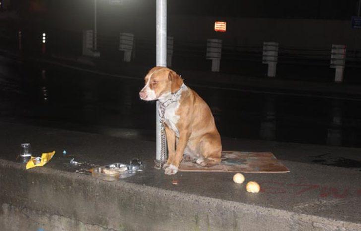 İstanbul Şişli'de bir köpek direğe zincirlenmiş halde bulundu G3