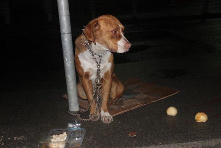 İstanbul Şişli'de bir köpek direğe zincirlenmiş halde bulundu G5