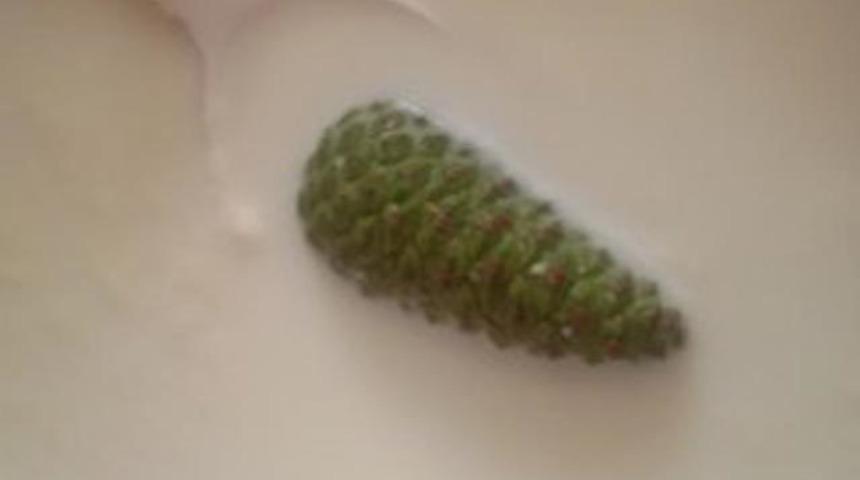 Yenilik isteyenlere özel çam kozalağı ile yoğurt mayalama