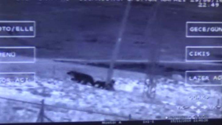 Van'da ilginç görüntü! VADAŞ'ın başına dert oldular G1