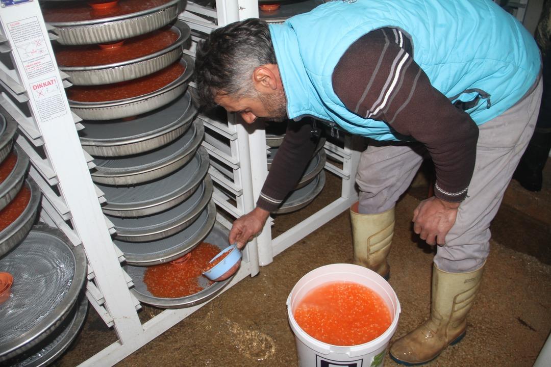 İtalya, Almanya, Hollanda ve Rusya&rsquo;nın balığı Elazığ'dan