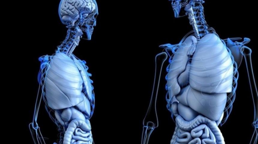 Daha &ouml;nce bilinmeyen bir kan damarı tipi bulundu