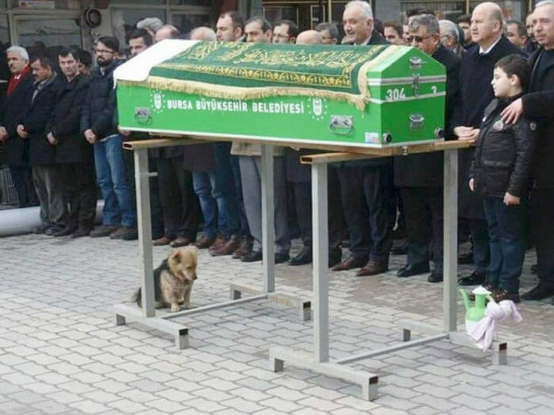 Her g&uuml;n evden ka&ccedil;ıp, sahibinin mezarına giden k&ouml;pek!