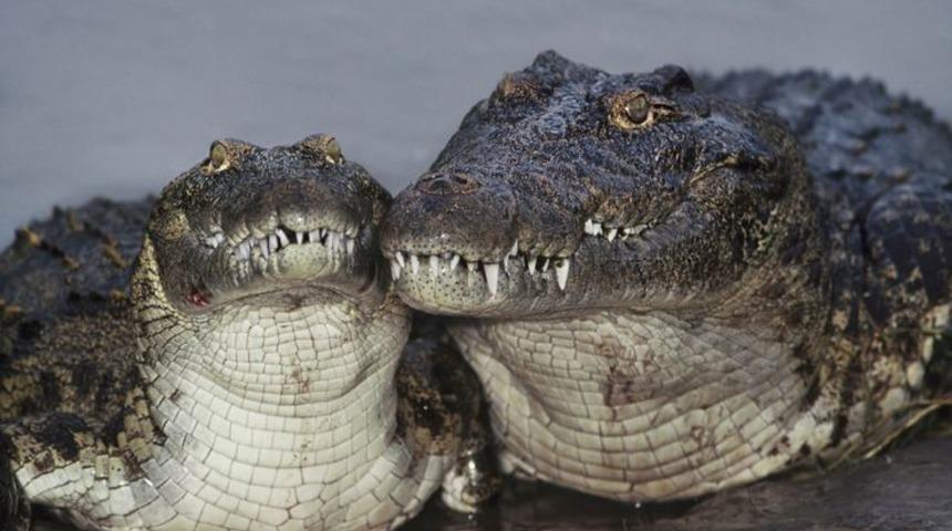 40 yıldır yavruları olmuyordu! Meğer 'küçük' bir sorun varmış