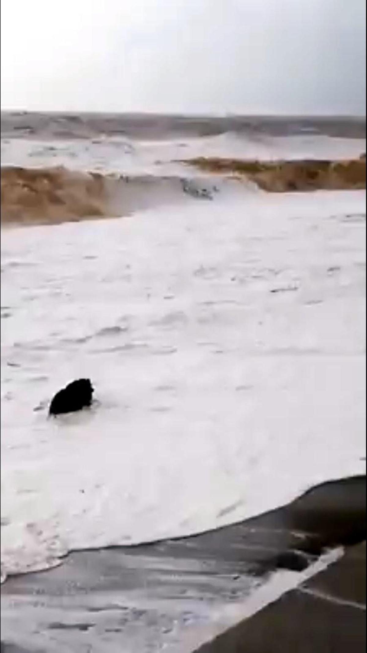 Yolunu şaşıran yaban domuzu sahilde y&uuml;zd&uuml; 