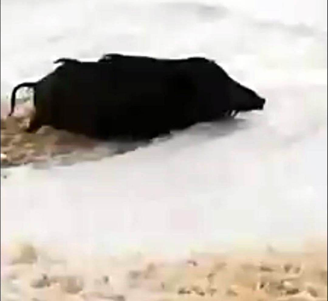 &Ouml;nce sahilde dolaştı, sonra denize girdi! Antalya'da garip olay