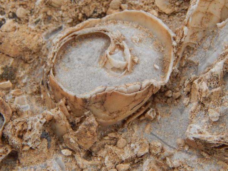 O ilimizde tesadüfen bulundu  G1