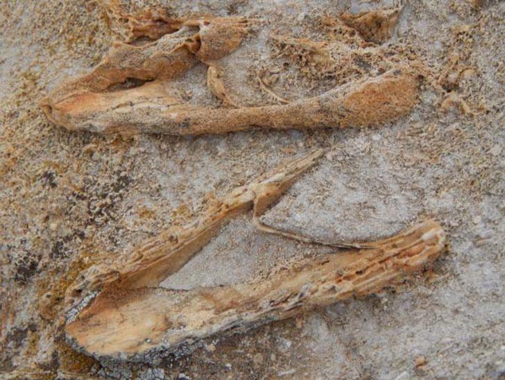 O ilimizde tesadüfen bulundu  G3