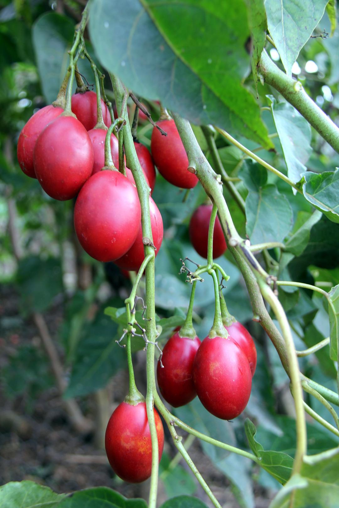 Almanya'da saksıda g&ouml;rd&uuml;, k&ouml;y&uuml;nde yetiştirmeye başladı