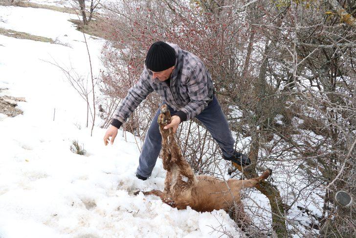 Yol kenarında çuval içinde telef olmuş 3 buzağı bulundu G1