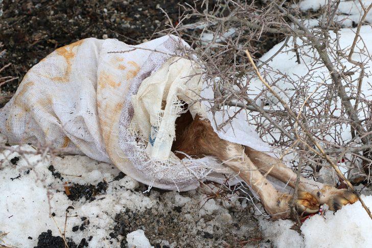 Yol kenarında çuval içinde telef olmuş 3 buzağı bulundu G2