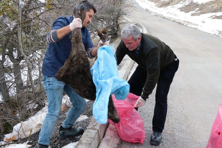 Yol kenarında çuval içinde telef olmuş 3 buzağı bulundu G3