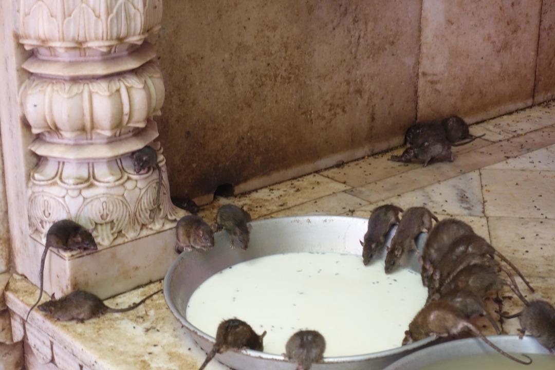 Burada insanlar farelere tapıyor... Yemeklerini bile beraber yiyorlar 