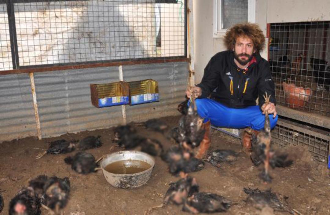 Korkun&ccedil;! 45 tavuğu par&ccedil;alayıp atmışlar