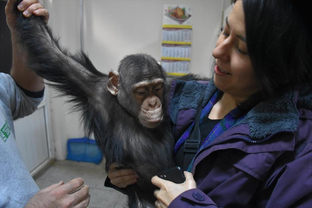 Annesinin kabul etmediği şempanze Can'a '&ouml;zel aile terapisi' 