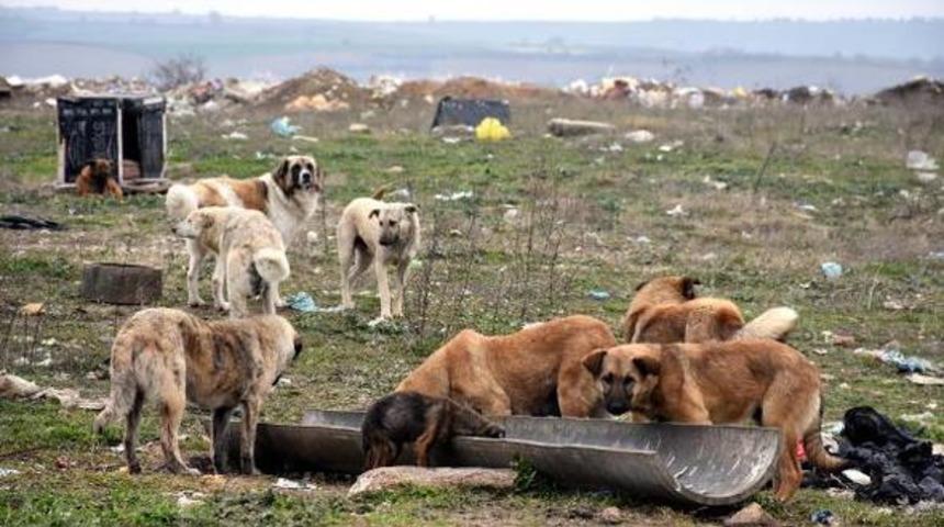 Edirne'nin Keşan il&ccedil;esinde 4 k&ouml;pek, ayakları bağlı şekilde &ouml;l&uuml; bulundu