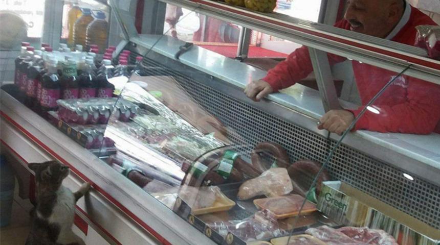 Fenomen kedi Yeşim hayatını kaybetti!