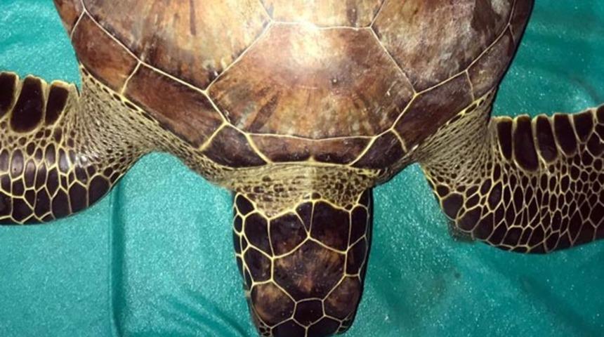 'Turkuaz'dan acı haber!