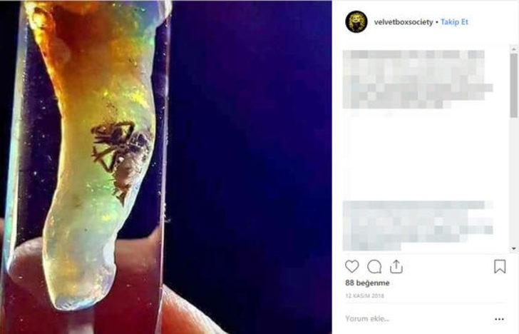 Dünyada yankı uyandıran keşif: Dinozorlar yeniden dünyaya gelebilir G3