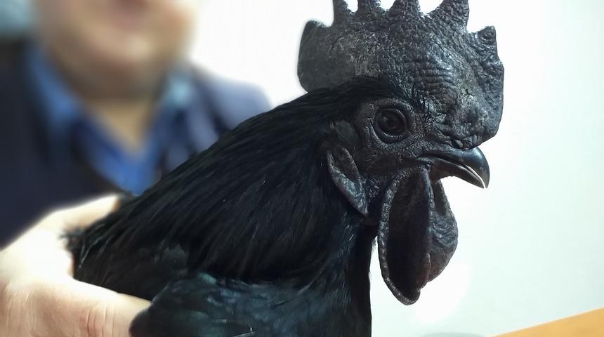  Bu tavuğun kanı hariç her yeri simsiyah! Tanesi 150 lira