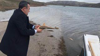 'Pes' dedirten olay! Çoğalsın diye bırakılan balıkları avladılar, soruşturma başlatıldı