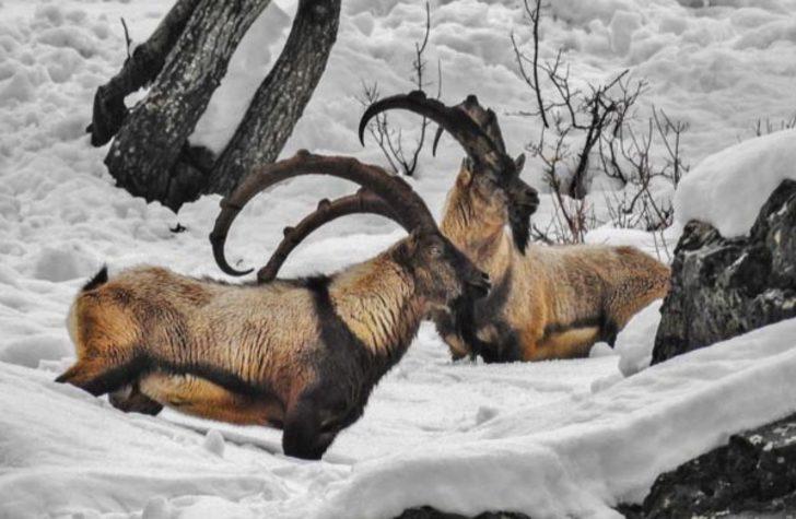 Tunceli'deki yaban hayatı gözler önüne serdi G1