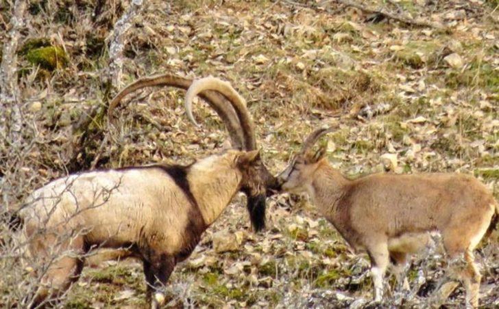 Tunceli'deki yaban hayatı gözler önüne serdi G2