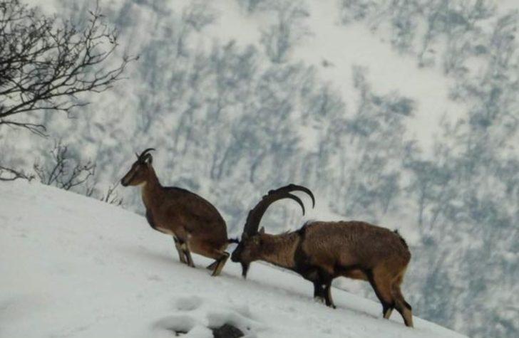 Tunceli'deki yaban hayatı gözler önüne serdi G4