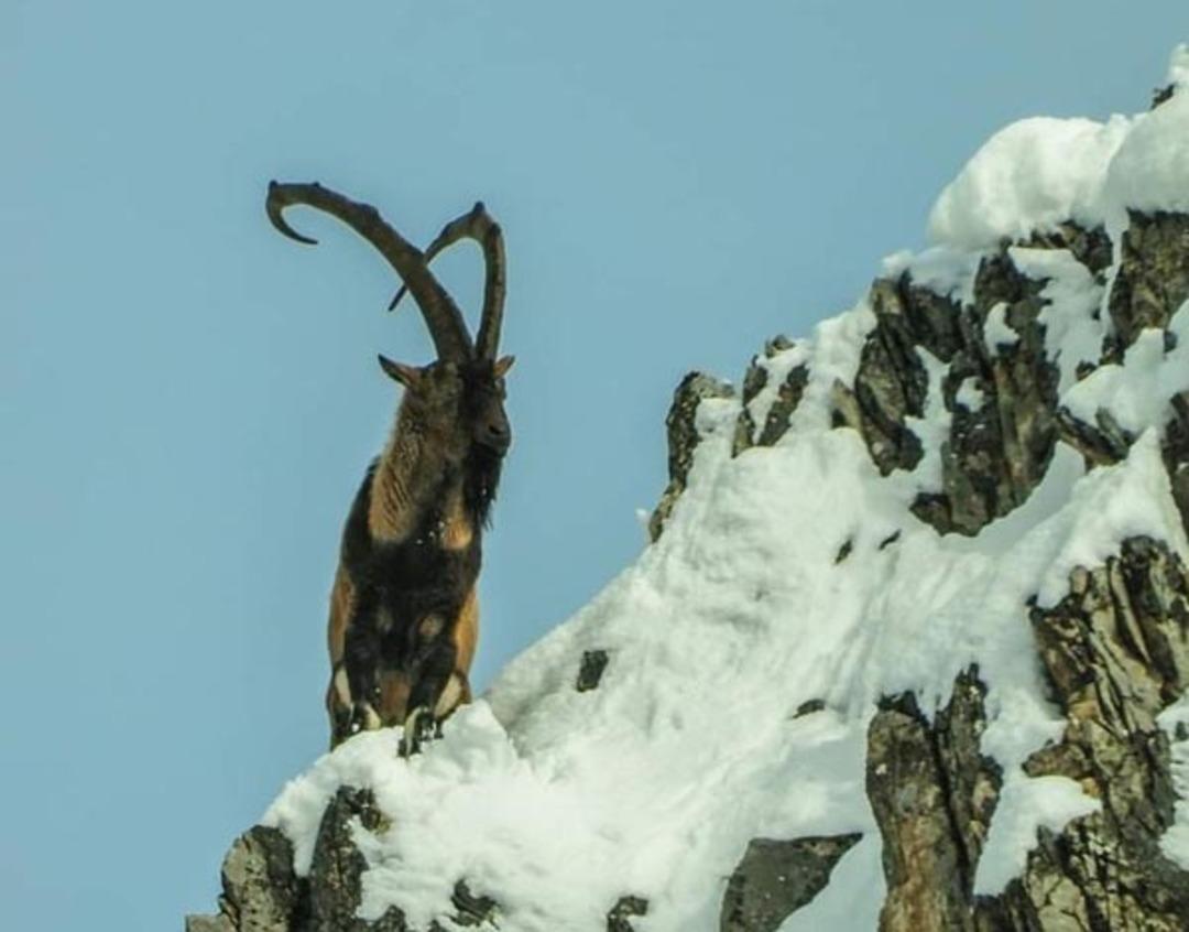 Tunceli'deki yaban hayatı g&ouml;zler &ouml;n&uuml;ne serdi