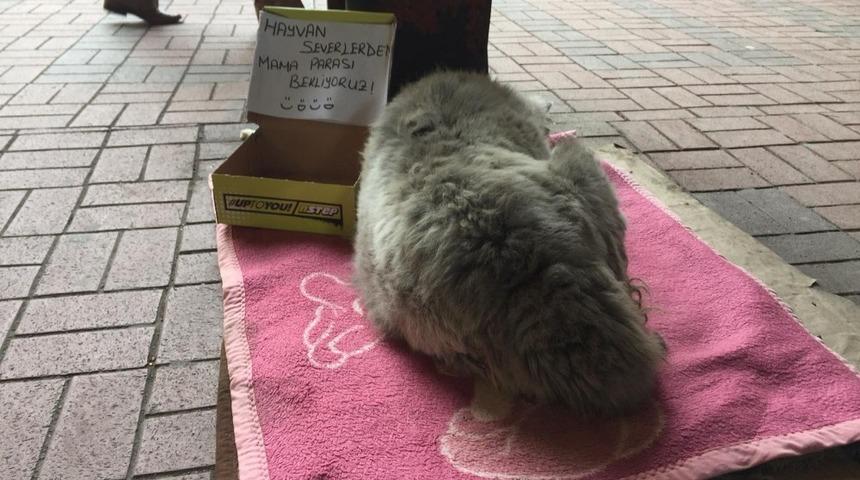 Sokak hayvanları i&ccedil;in karton kutudan kumbara