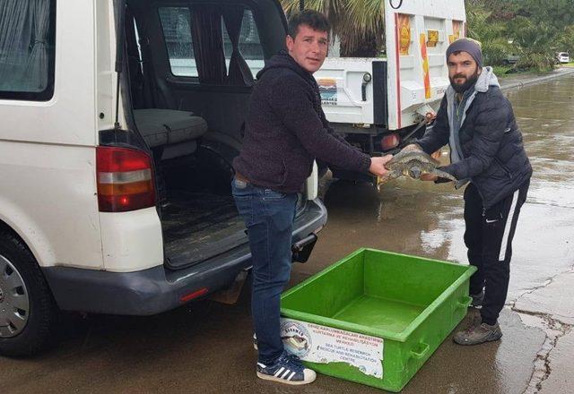 İki yüzgeci parçalanan yeşil deniz kaplumbağası telef oldu