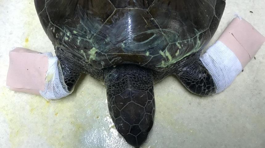 İki y&uuml;zgeci par&ccedil;alanan yeşil deniz kaplumbağası telef oldu