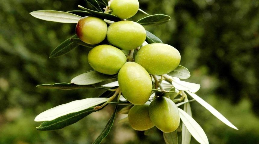 Yeşil zeytin, sofralık zeytin ihracatına damga vurdu