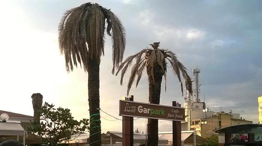 Aydın&rsquo;da palmiyeler kuruyor