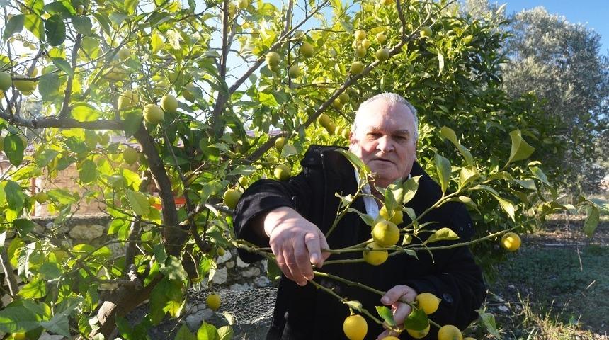 Ege&rsquo;de soğuk narenciyeyi etkiledi