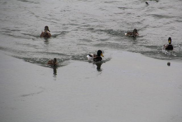 Yaban ördekleri, Çoruh Nehri’ni mesken tuttu