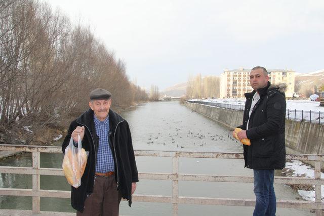 Yaban ördekleri, Çoruh Nehri’ni mesken tuttu