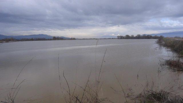 Büyük Menderes Nehri taştı, 5 bin dekar arazi su altında kaldı