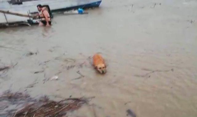 Aksu Çayı taştı, 5 tekne battı, bir köpek ise son anda kurtarıldı