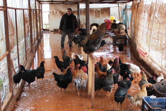 Manisa'da çiftçiliği su bastı, tavuklar telef oldu