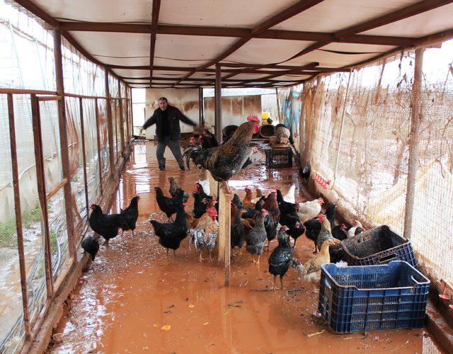 Manisa'da çiftçiliği su bastı, tavuklar telef oldu