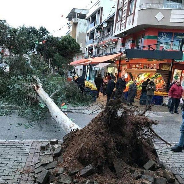 İzmir'de fırtına nedeniyle ağaçlar devrildi, çatılar uçtu, vapur seferleri iptal edildi