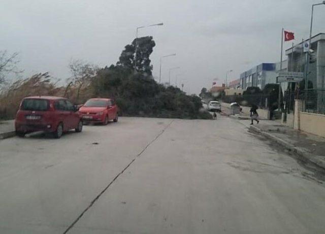 İzmir'de fırtına nedeniyle ağaçlar devrildi, çatılar uçtu, vapur seferleri iptal edildi