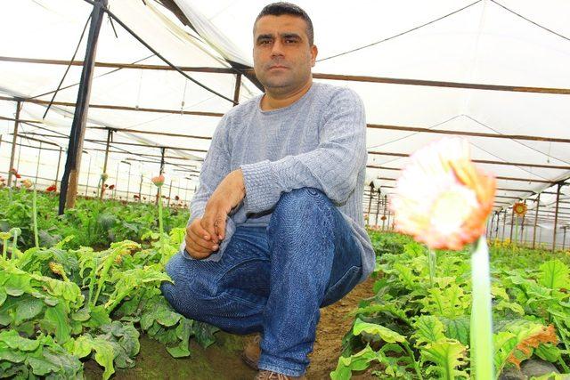 Aydın’daki çiçek seraları elektrik faturalarından dertli