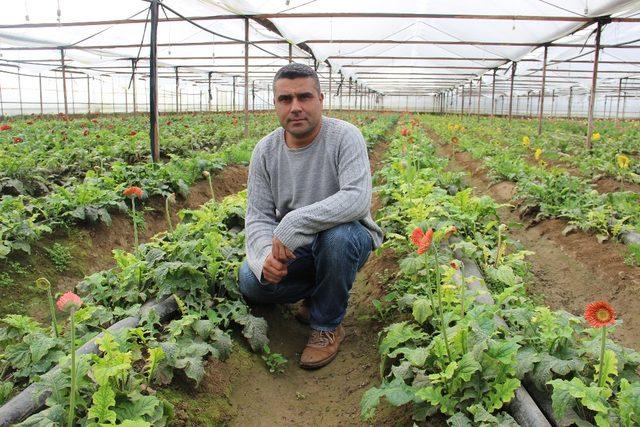 Aydın’daki çiçek seraları elektrik faturalarından dertli